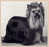  OZMILION JUST A ROMANCE &mdash; Labaza DogPedigree YorkshireTerrier